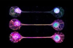 Researchers from the Institute of Industrial Science, The University of Tokyo, find that providing lab-grown ‘cerebral organoids’ with connections similar to those in real brains enhances their development and activity