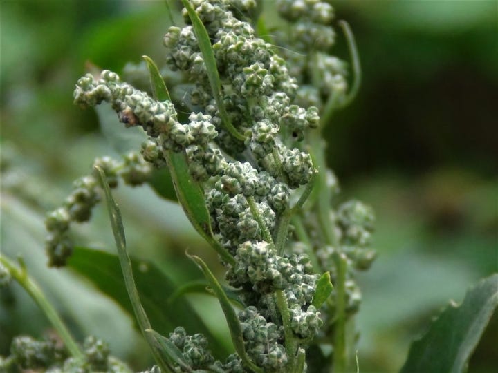 green seedheads