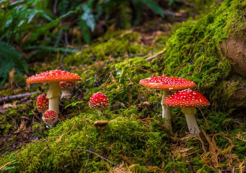 fungi