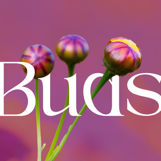 Buds