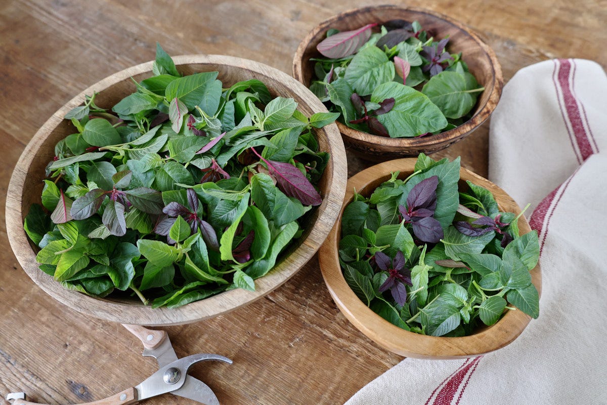 amaranth leaves, a kitchen towel, and pruning shears amaranth leaves, a kitchen towel, and pruning shears