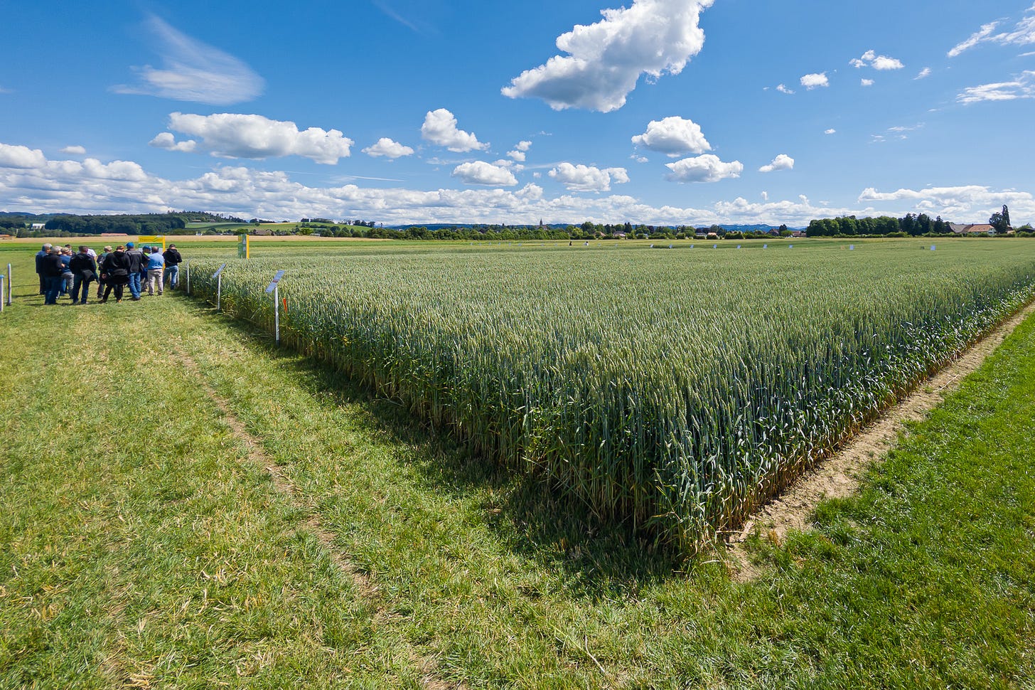 Weites Versuchsfeld mit Brotweizen unter blauem Himmel mit grossen weissen Wolken. Links steht eine kleine Gruppe von Besuchern auf einem gemähten Weg, entlang der Parzellen sind Schilder aufgestellt; das dichte, grünliche Getreide zieht sich bis zum Horizont.