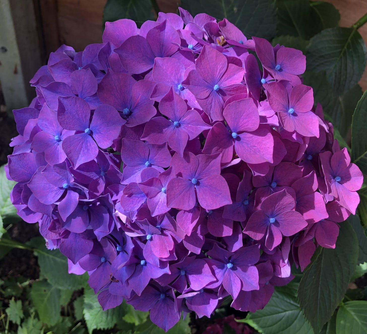 hydrangea