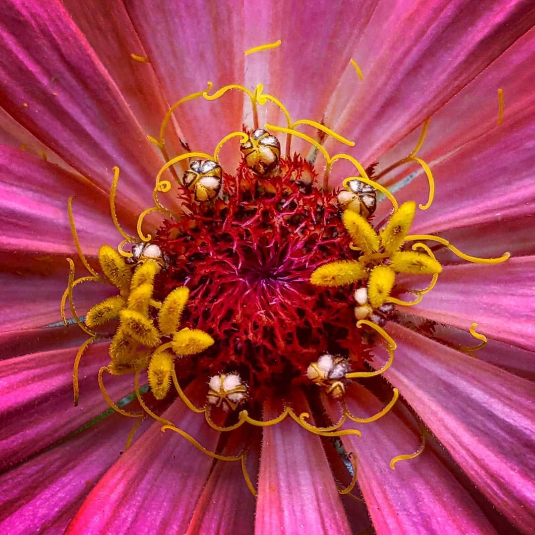 Pandora’s Substack