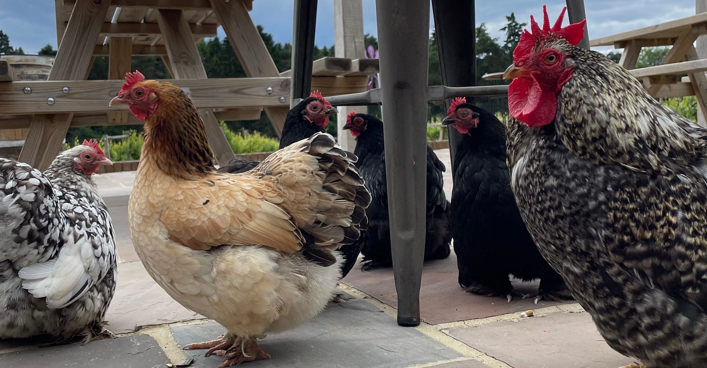 Free range chickens Free range chickens