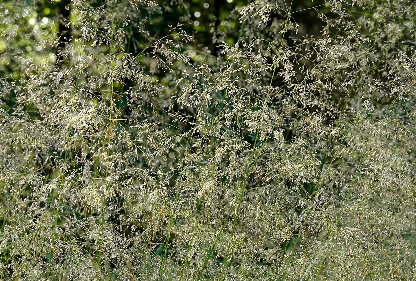 Tufted hair grass (Deschampsia cespitosa) in full flower