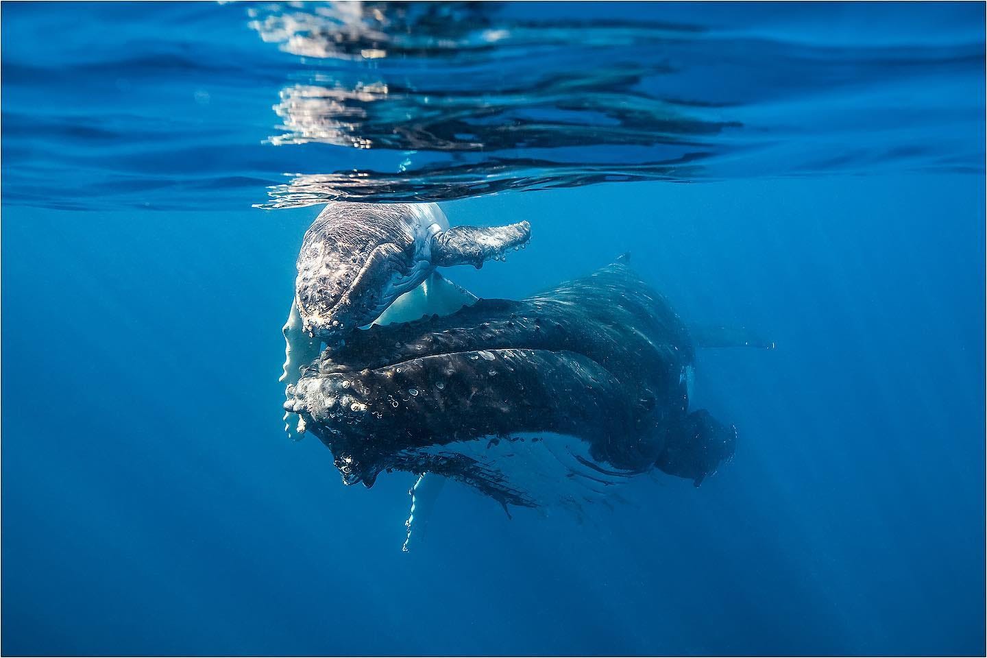 Mother and baby humpack whale, Whale watching Lady Musgrave Experience | facts about humpback whales Queensland Mother and baby humpack whale, Whale watching Lady Musgrave Experience | facts about humpback whales Queensland