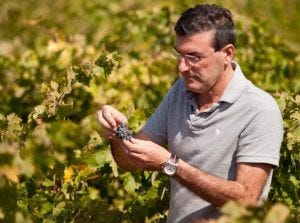 Merseguera. Simbolo di resilienza e tradizione