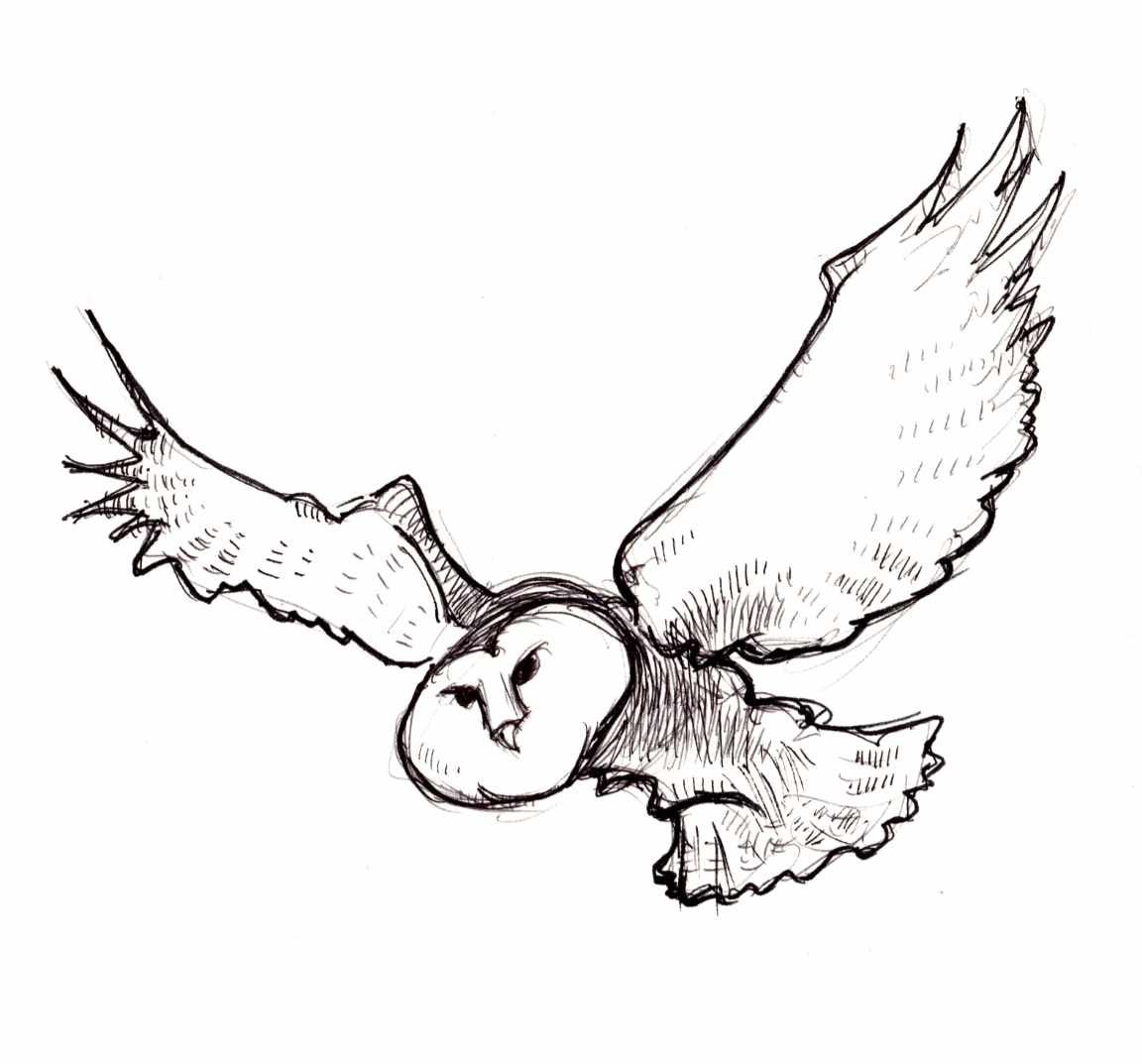 Ballpoint sketch of a barn owl. Ballpoint sketch of a barn owl.