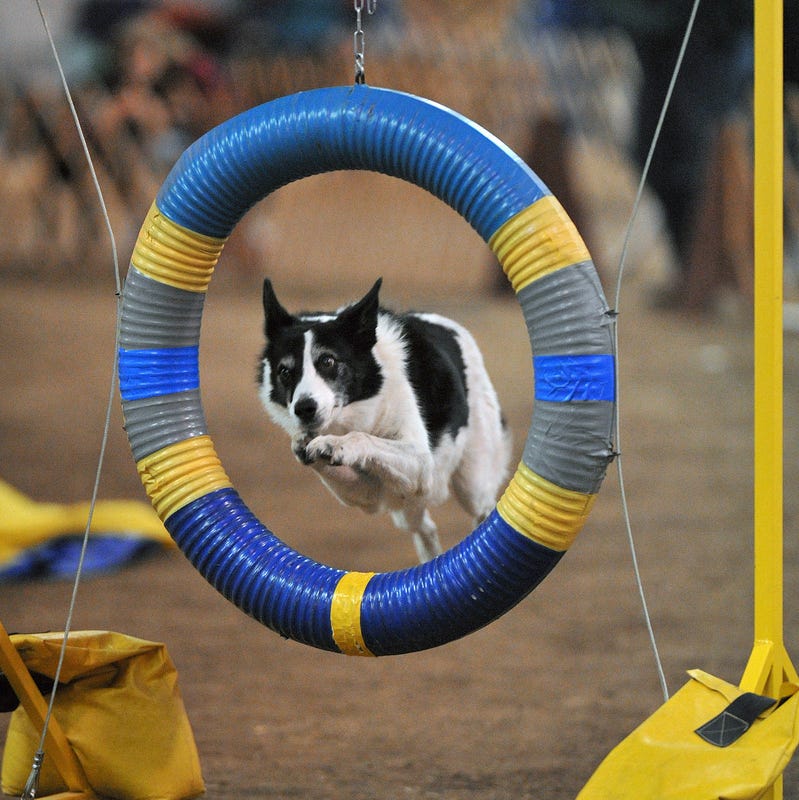 Border collie sailing through an agility tire Border collie sailing through an agility tire