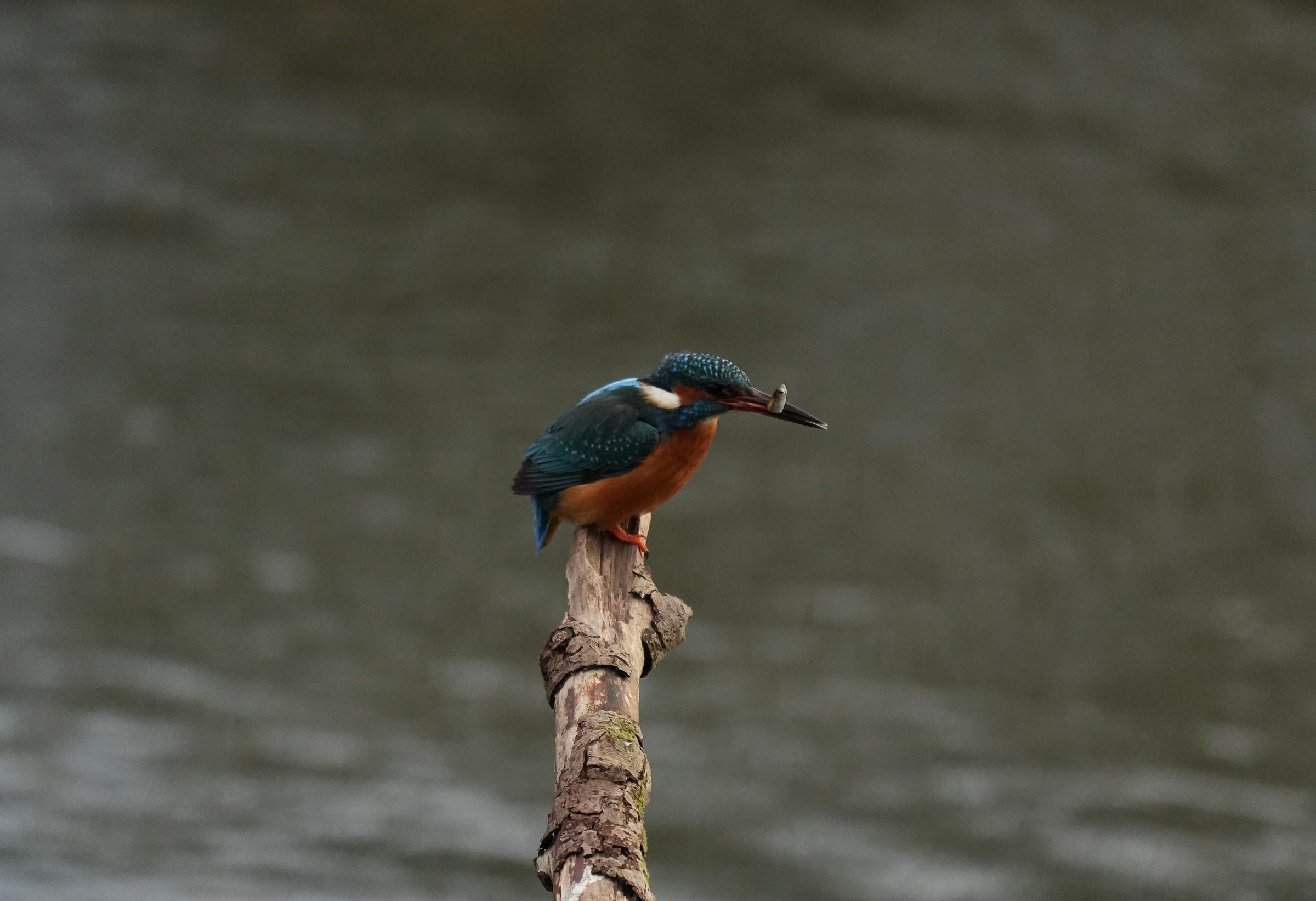 Kingfisher Alcedo atthis Kingfisher Alcedo atthis