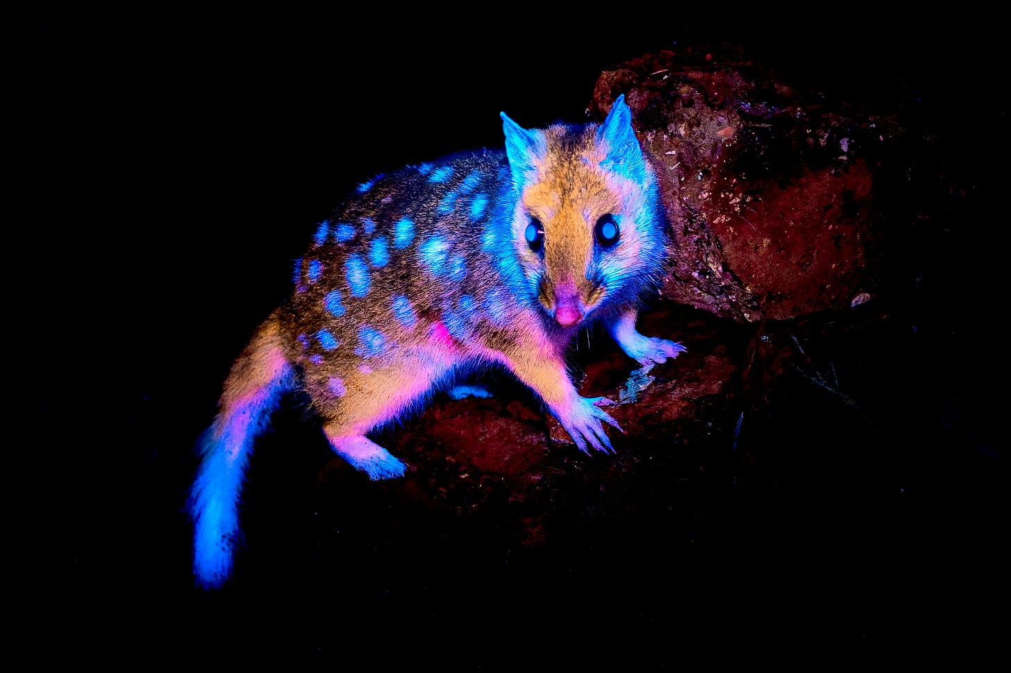 The Eastern Quoll busy biofluorescing