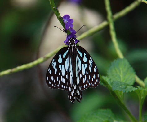 From left, two turtles in identical poses on a log, large skink in the undergrowth, a black butterfly with pale blue spots of various size and a moth with a red and black striped body and orange and black wings shaped more like wasp than moth wings
