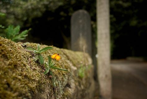 A series of photographs featuring plants and flora finding unusual places to grow