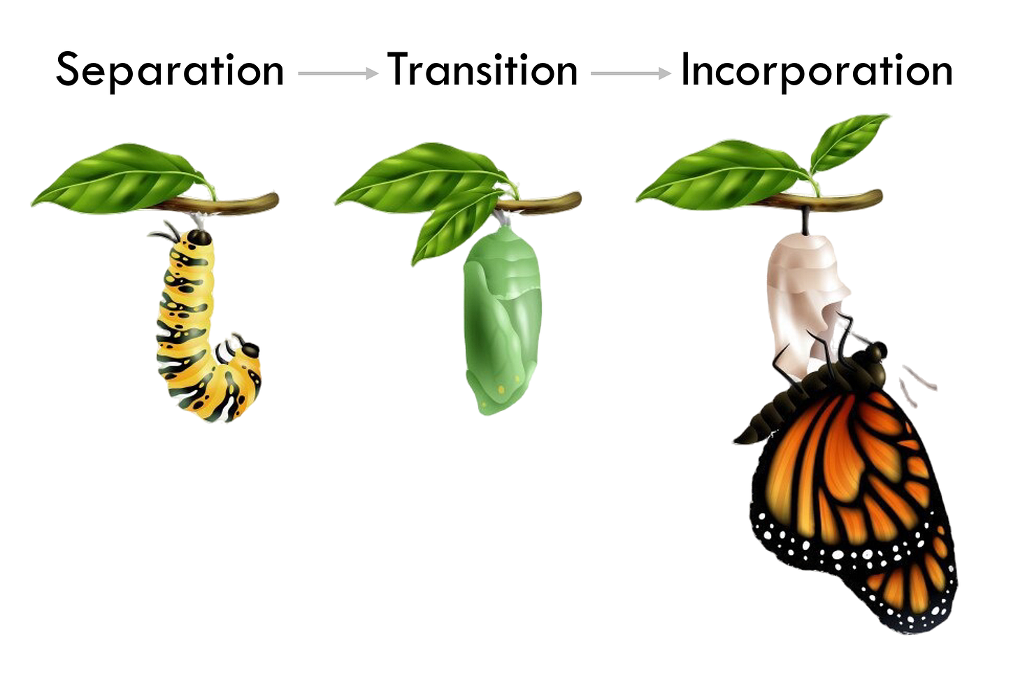 A caterpillar labelled "separation", a chrysalis labelled "transition", and a butterfly labelled "incorporation". A caterpillar labelled "separation", a chrysalis labelled "transition", and a butterfly labelled "incorporation".
