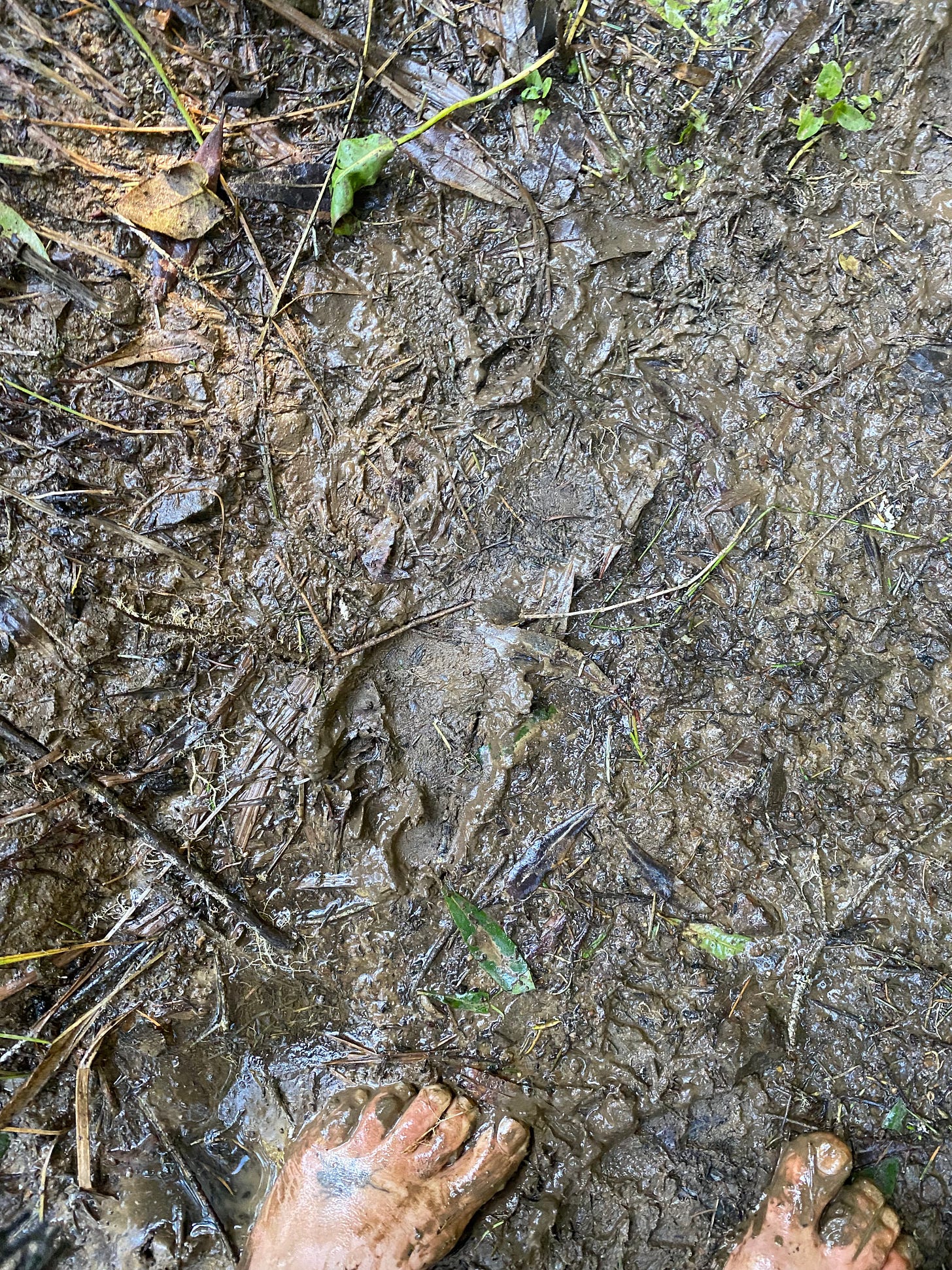 Muddy bare feet in front of a muddy footprint going the other way