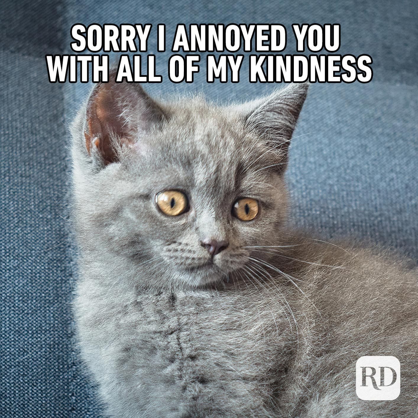 Cat looking very cute. Meme text: Sorry I annoyed you with all of my kindness Cat looking very cute. Meme text: Sorry I annoyed you with all of my kindness
