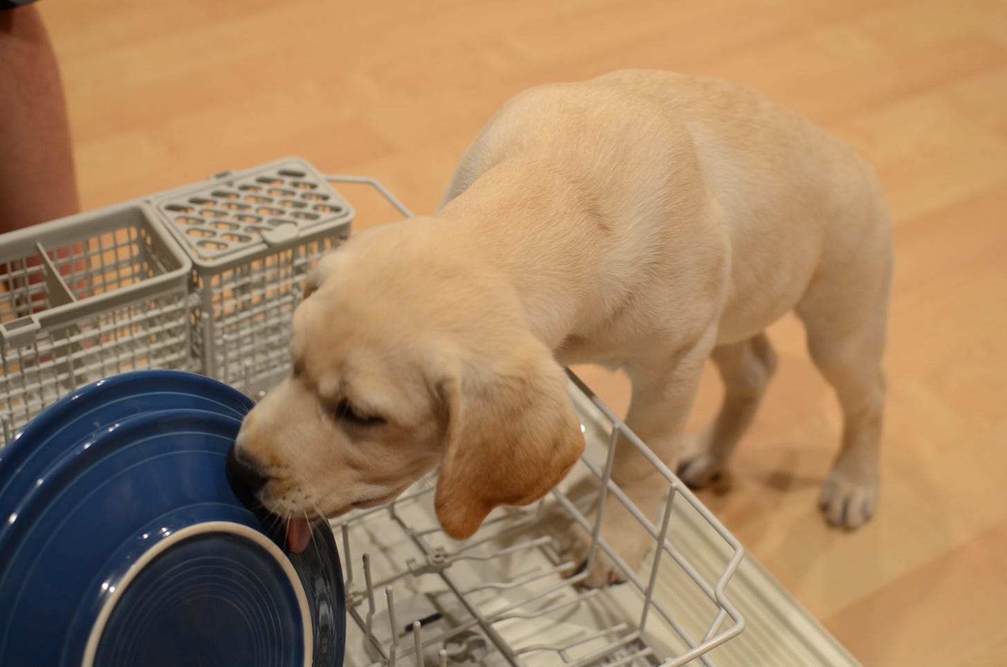 A yellow Labrador retriever puppy licks blue dishes in a dishwasher. She's adorable with apricot ears.