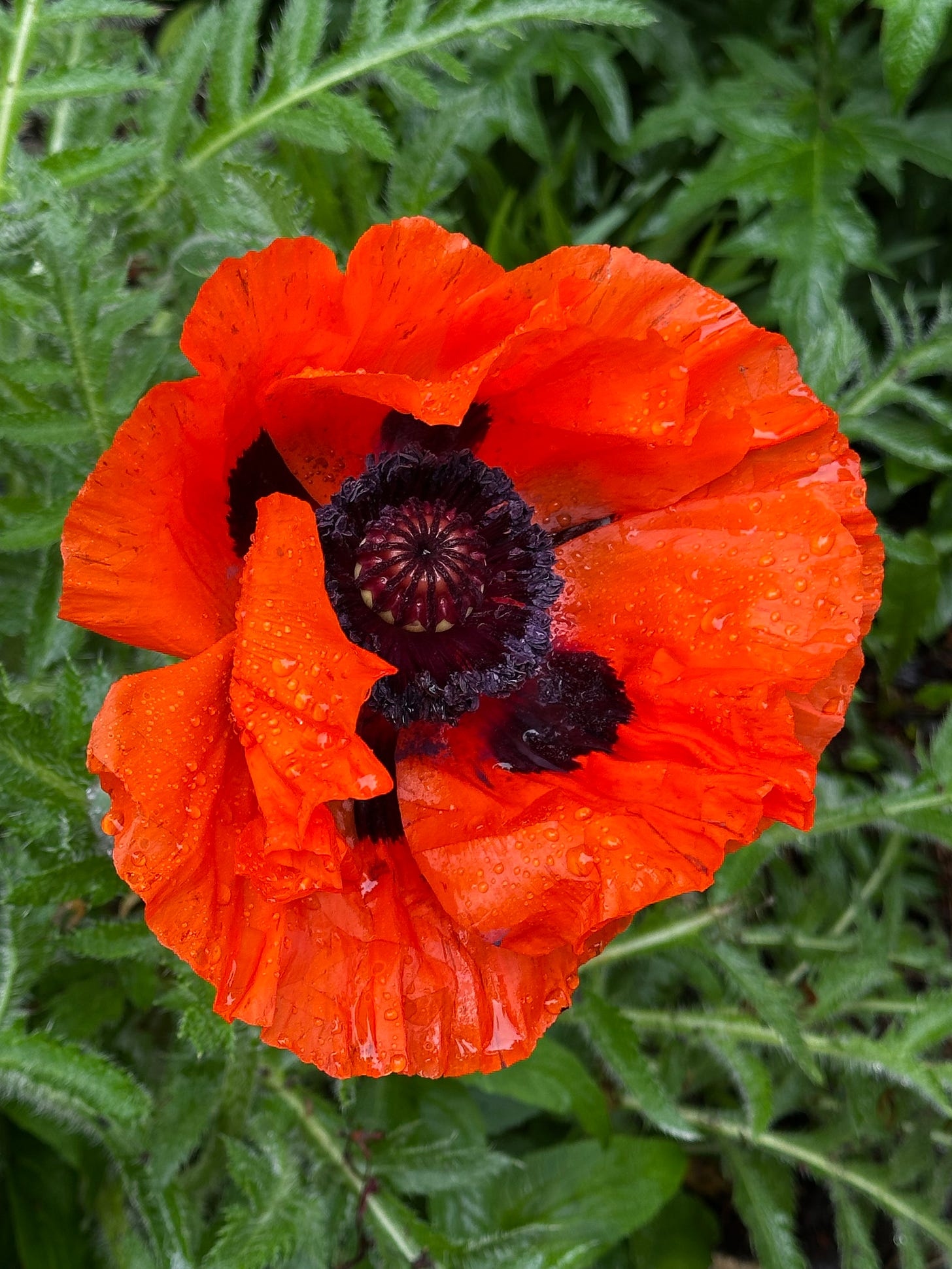 poppy #nature #writing #magical