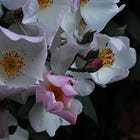 The Wild Enchantment Club | Bloom and the scent of summer roses