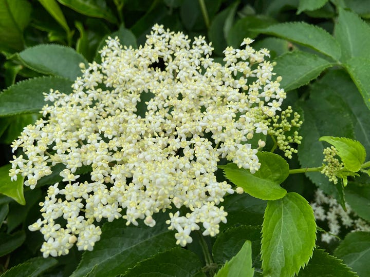 Black and red berries, white andpink flowers