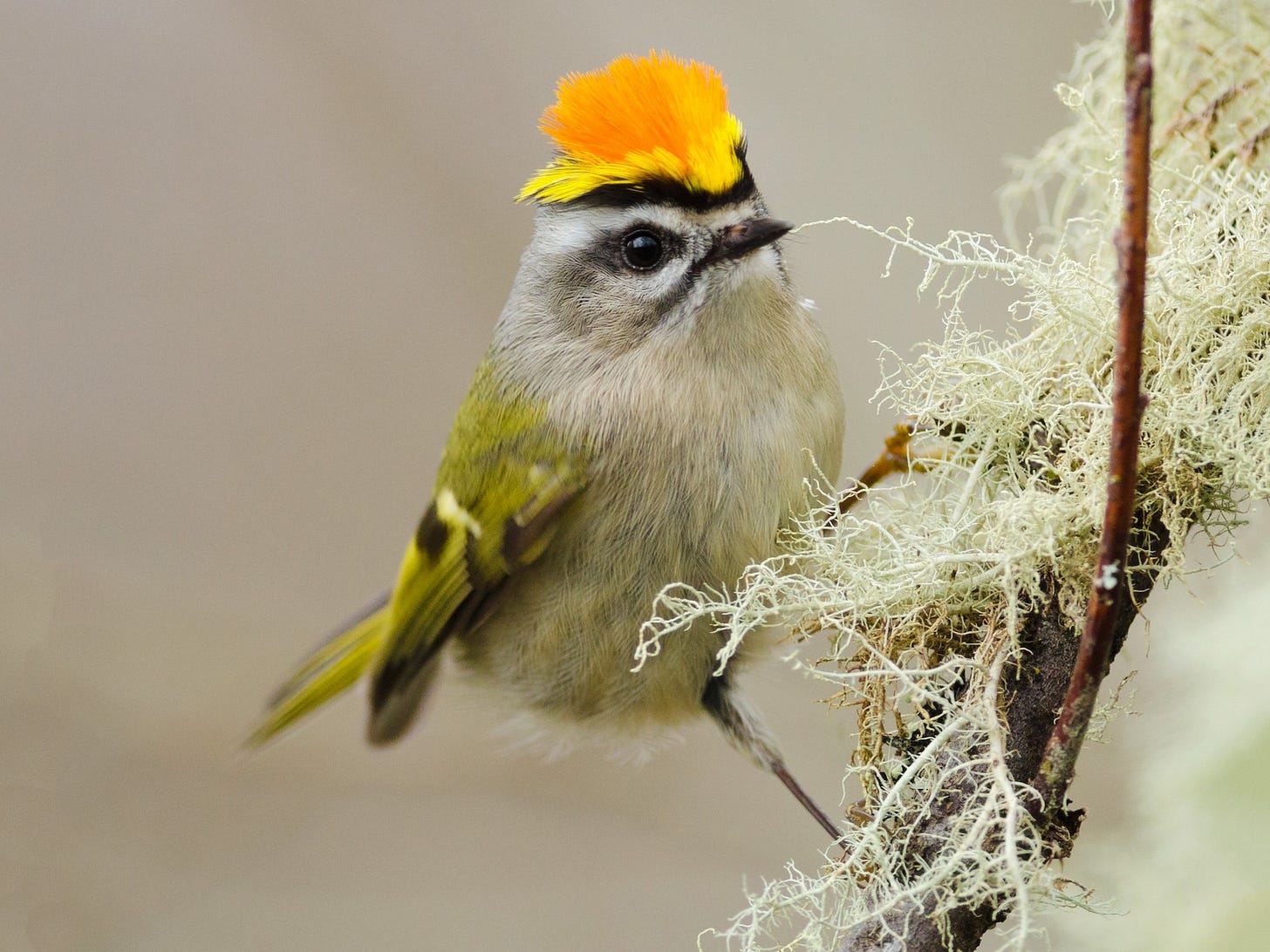 Golden-crowned Kinglet - eBird Golden-crowned Kinglet - eBird