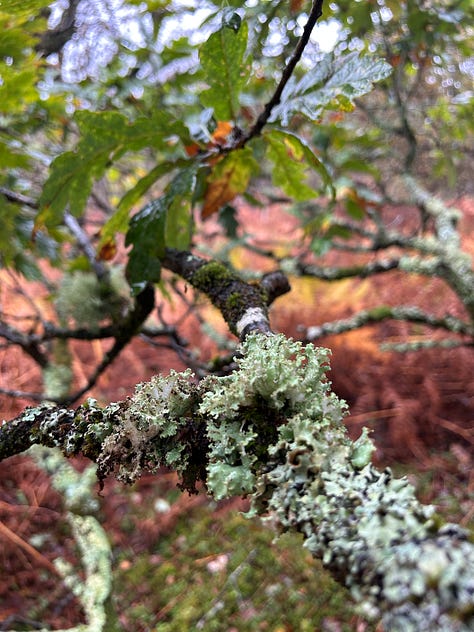Photographs from Cloanaig Oakwoods, Kintyre