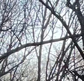 Many branches against the sky, forming a plus sign. Sharing the space and better because of it.