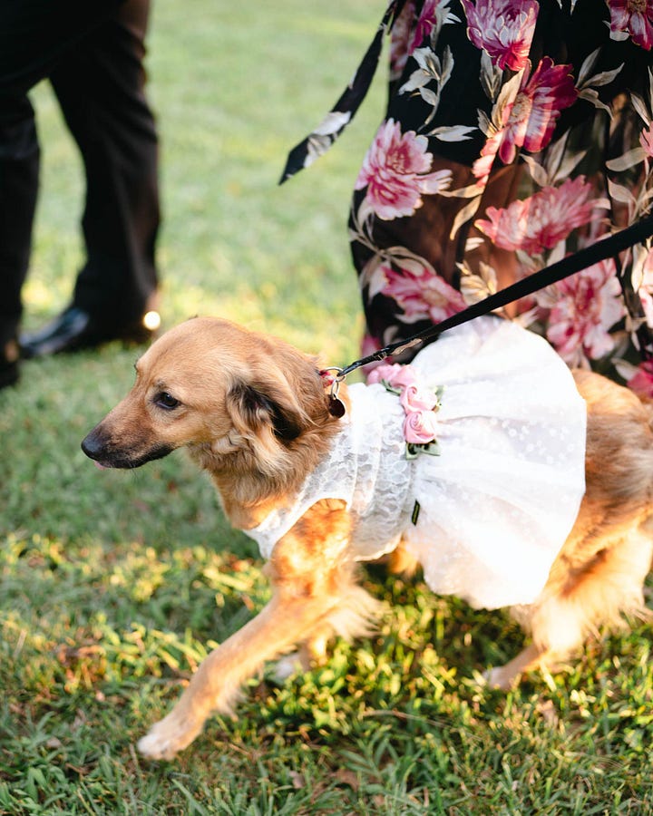 large dog bridesmaid dress Big Dog Wedding Dress | Poshdoglife.com main image 0