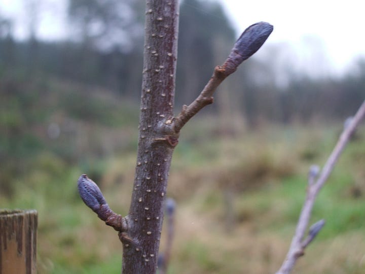Purple buds and abundant leaf of alder