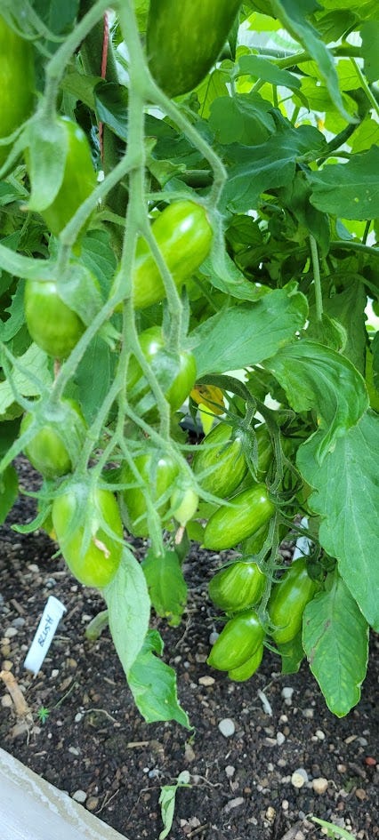 a cluster of green tomatoes on the vine