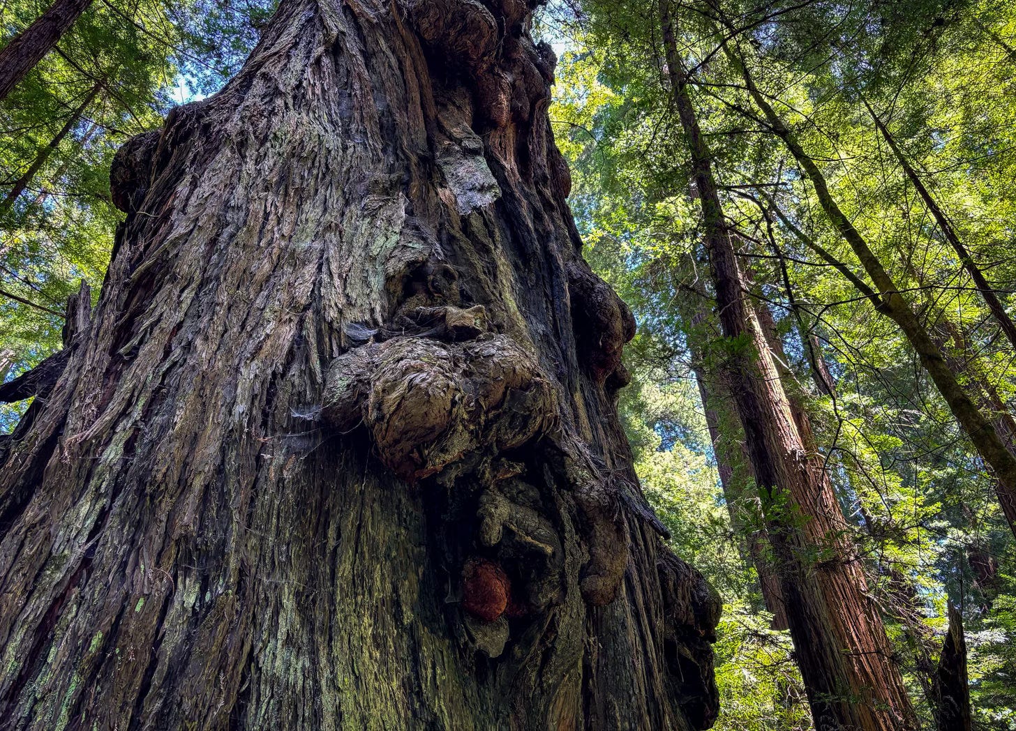 redwood tree trunk with tall trees in the background