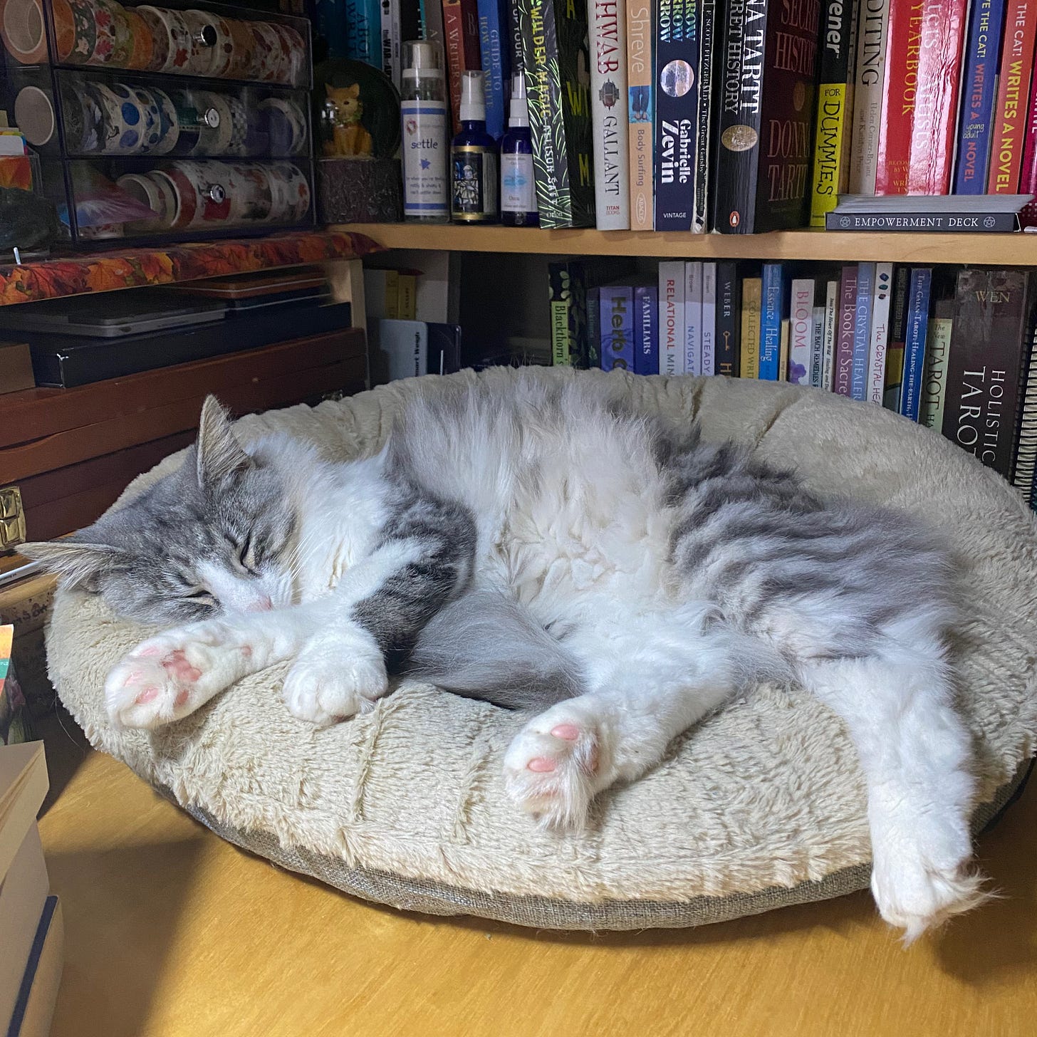 A silver tabby and white kitten sleeps in a fluffy cat bed, with several shelves piled with books behind her.