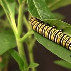Metamorphasis References: Week 3 🦋