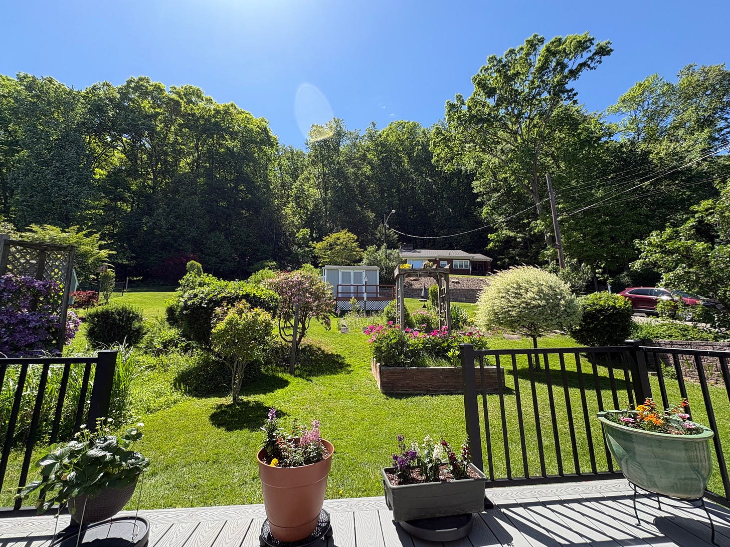 A sunny backyard in summer. A treeline populates the background, and bushes and flowers populate the middle and foreground.