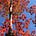 3 Birches Way