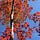 3 Birches Way
