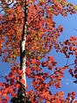 3 Birches Way