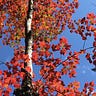 3 Birches Way