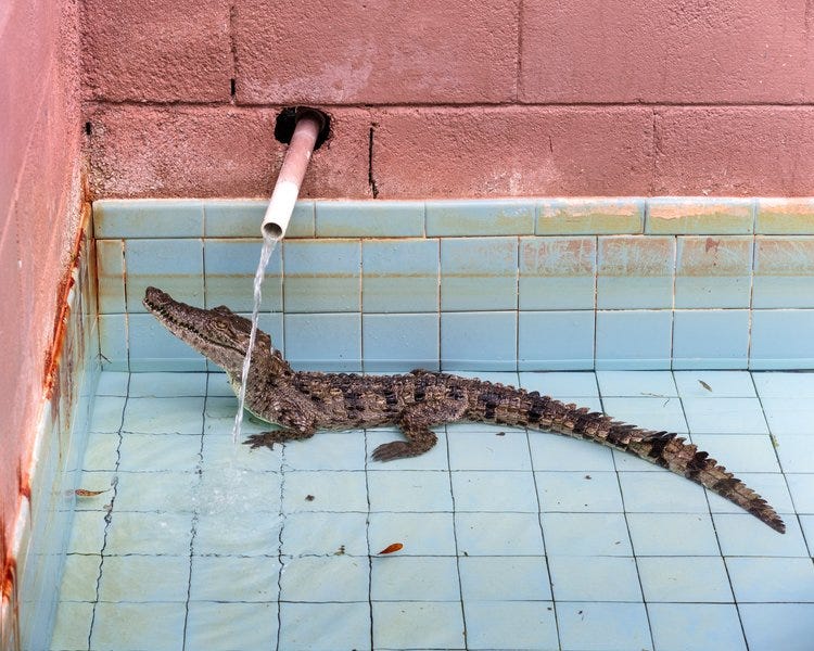  Gatorama, 2020 