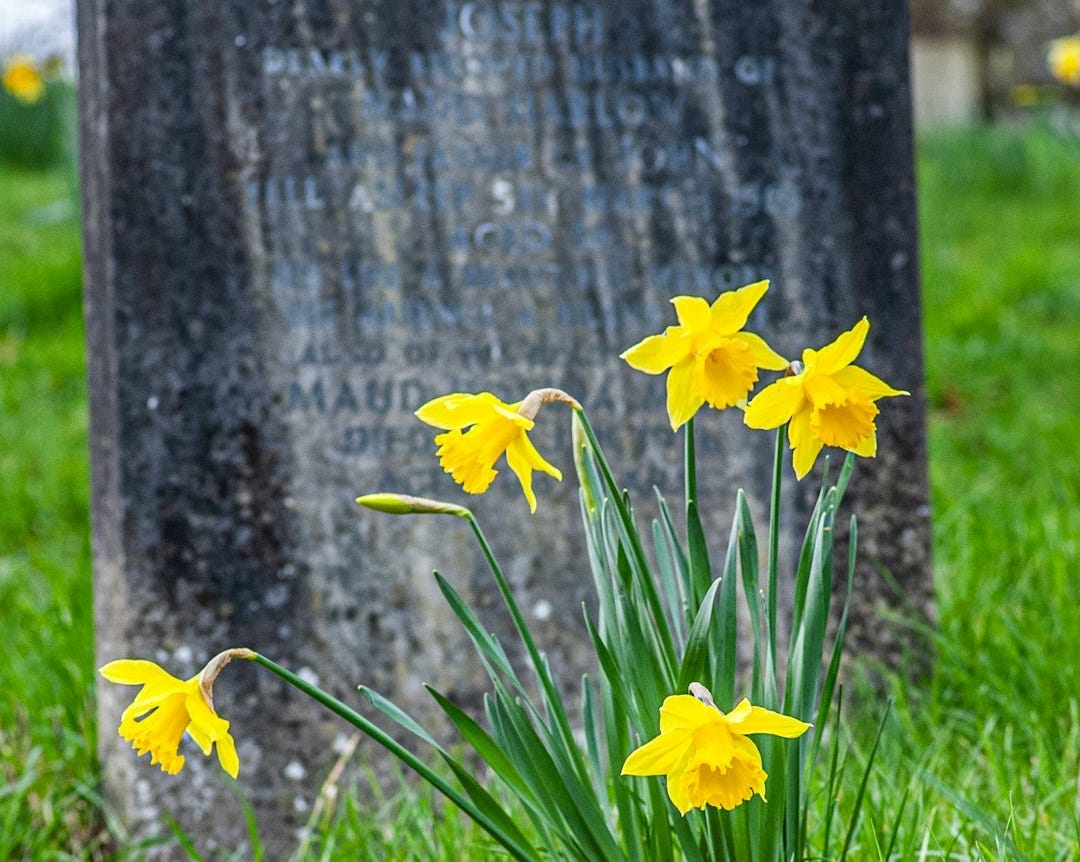 Yellow daffodils bloom near a weathered tombstone in a cemetery.