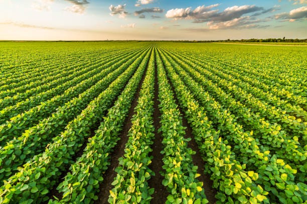1,261,100+ Field Crops Stock Photos, Pictures & Royalty-Free Images -  iStock | Open field crops, Sunset over field crops, Field crops green