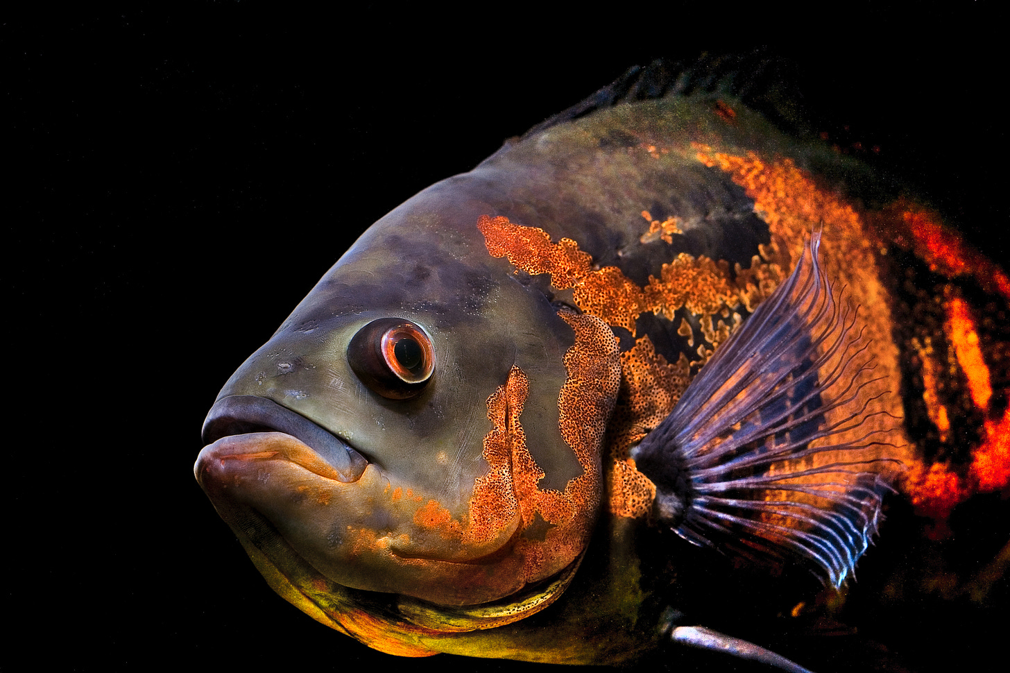 Astronotus ocellatus - Wikipedia, la enciclopedia libre Astronotus ocellatus - Wikipedia, la enciclopedia libre