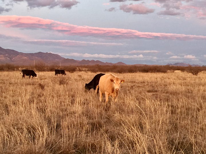 I found myself pulled over on the road taking pictures of the last of the rays while the cows quietly munched on grass