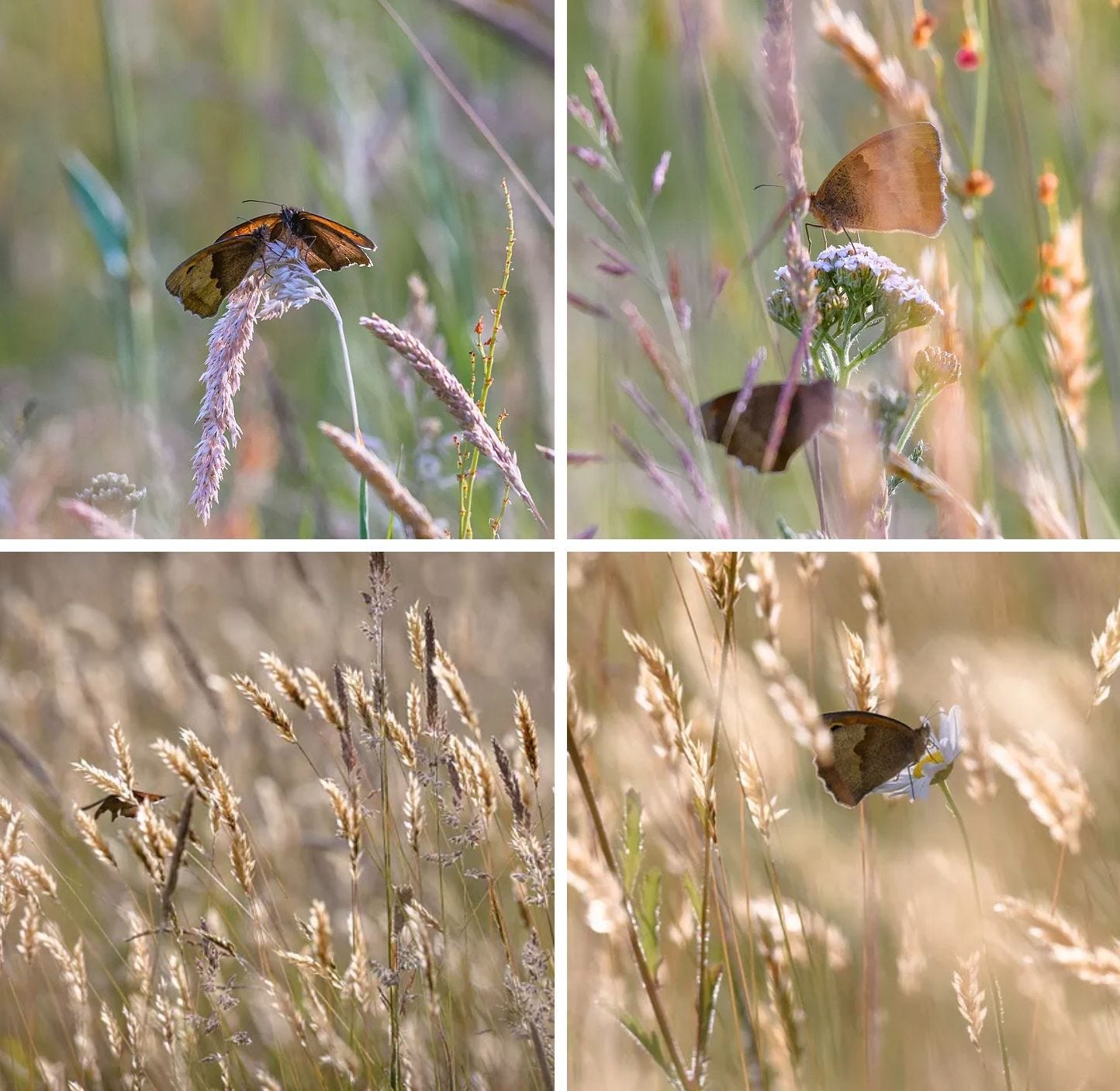 Wild grasses, wild butterflies: Meadow Browns dancing in the wild grasses at LettsSafari's Capability Brown gardens