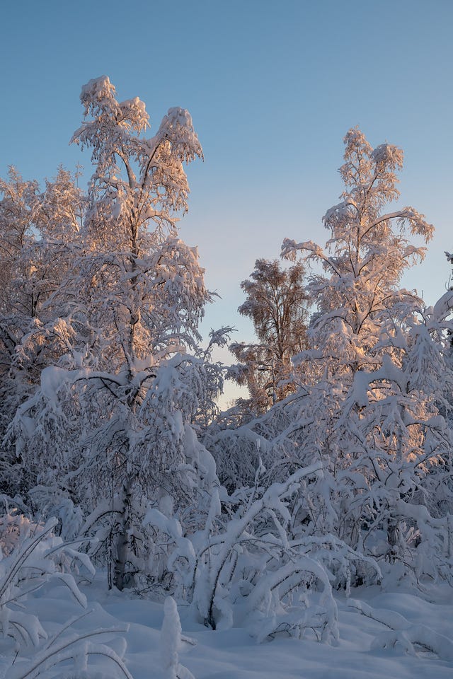 Tall deciduous birch trees coated in heavy snow are lit by warm, low sunlight. The upper branches glow pale gold while the lower branches remain in soft shadow, set against a clear, pale blue sky. Tall deciduous birch trees coated in heavy snow are lit by warm, low sunlight. The upper branches glow pale gold while the lower branches remain in soft shadow, set against a clear, pale blue sky.