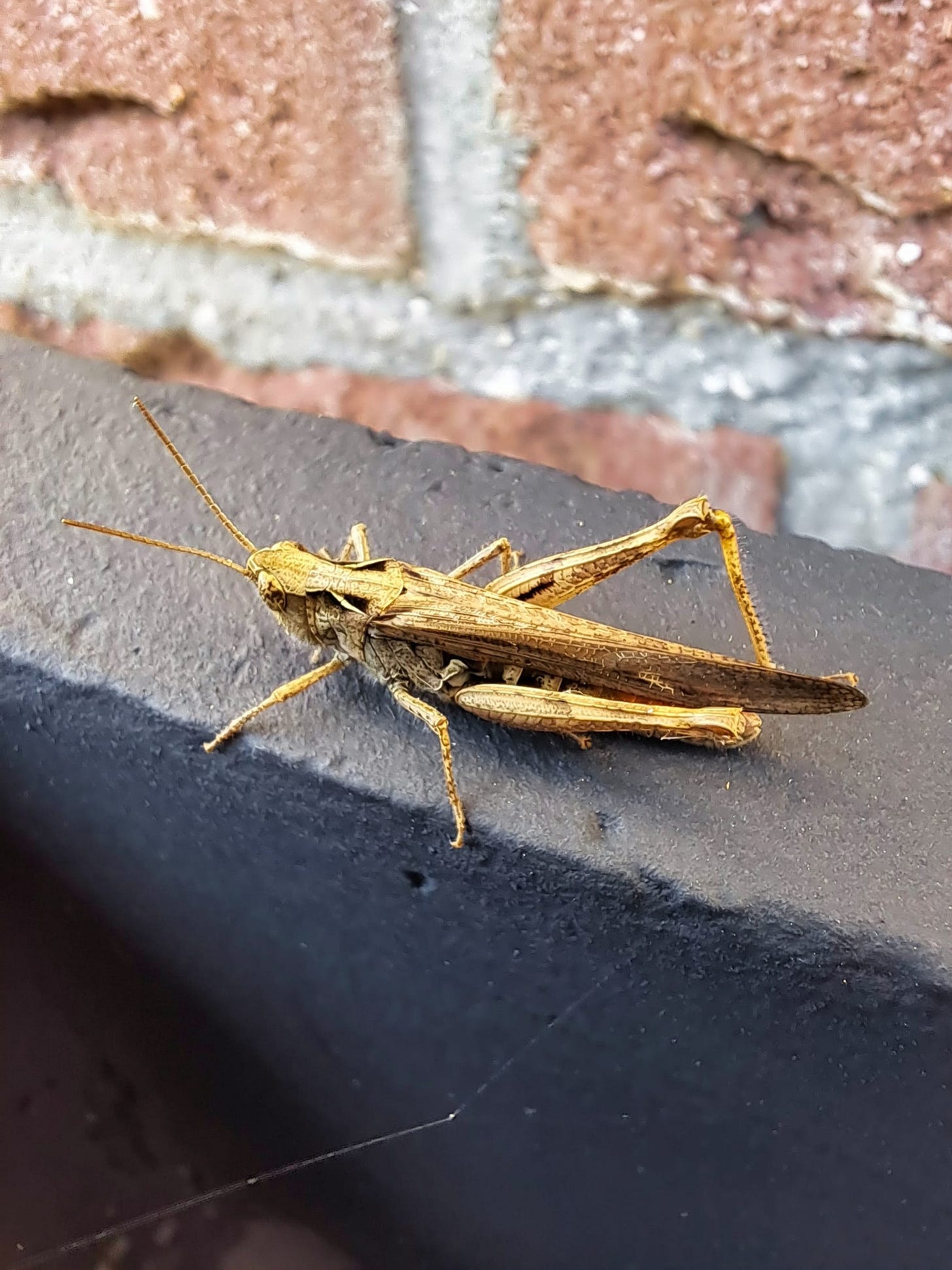 Cricket the bug, not the sport