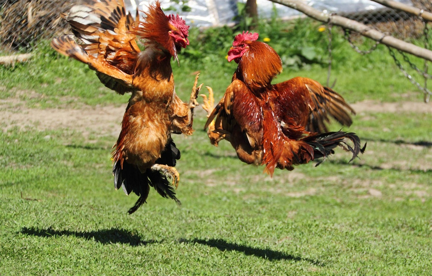 Cockfighting.jpg Cockfighting.jpg