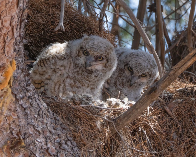 20250408-misc-156-Edit.jpg 20250408-misc-156-Edit.jpg