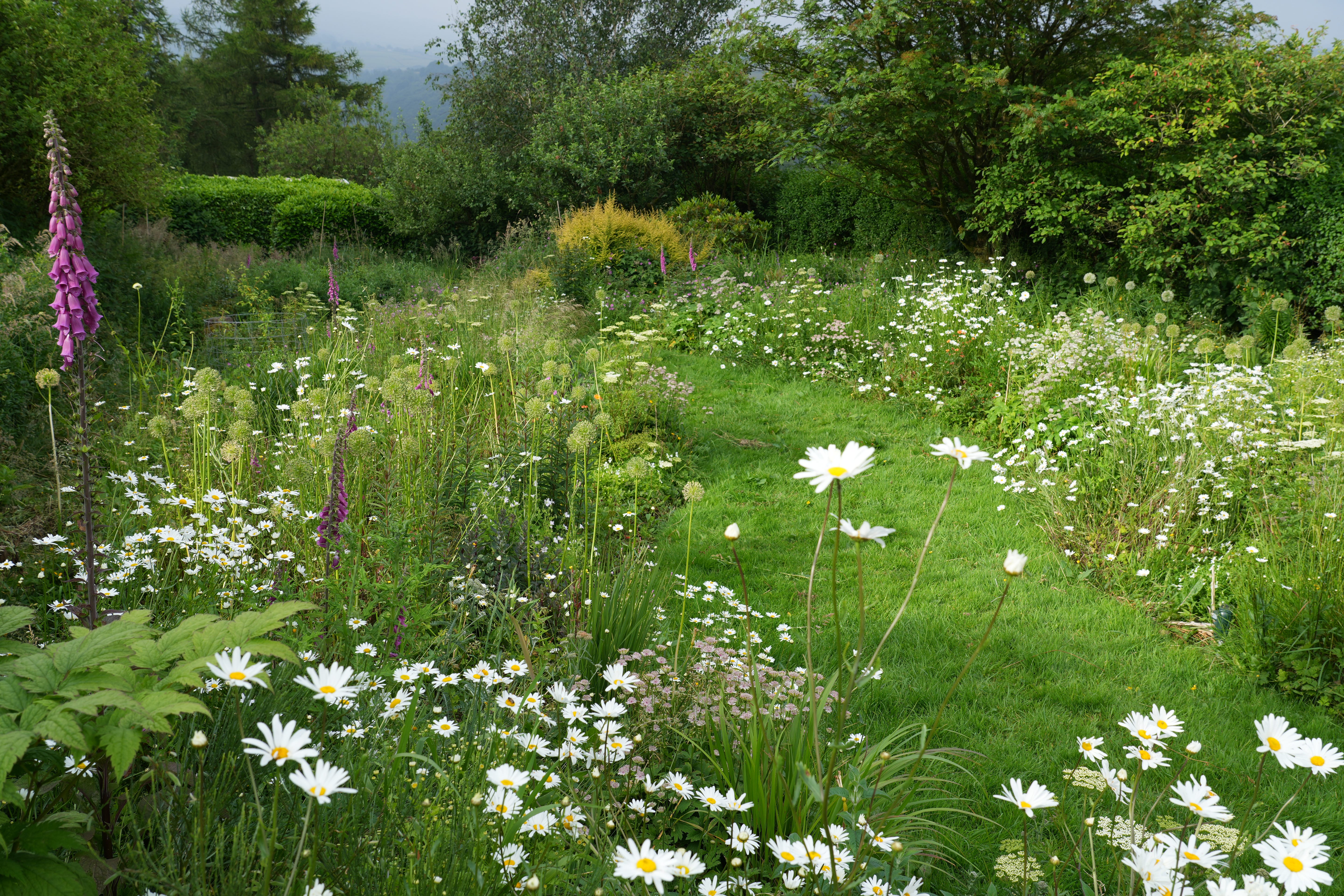 Digitalis purpurea growing throughout our main garden, they self sowed naturally - I didn’t need to do anything